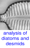 diatoms